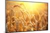 Golden Wheat Field. Ears of Wheat close Up. Beautiful Nature Sunset Landscape. Rural Scenery under-Subbotina Anna-Mounted Photographic Print