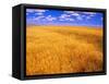 Golden Wheat Field under Blue Sky-Darrell Gulin-Framed Stretched Canvas