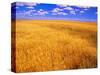 Golden Wheat Field under Blue Sky-Darrell Gulin-Stretched Canvas