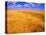 Golden Wheat Field under Blue Sky-Darrell Gulin-Stretched Canvas