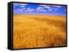 Golden Wheat Field under Blue Sky-Darrell Gulin-Framed Stretched Canvas