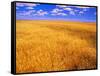 Golden Wheat Field under Blue Sky-Darrell Gulin-Framed Stretched Canvas