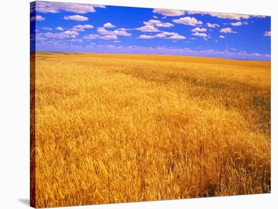 Golden Wheat Field under Blue Sky-Darrell Gulin-Stretched Canvas