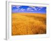 Golden Wheat Field under Blue Sky-Darrell Gulin-Framed Photographic Print