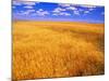 Golden Wheat Field under Blue Sky-Darrell Gulin-Mounted Photographic Print