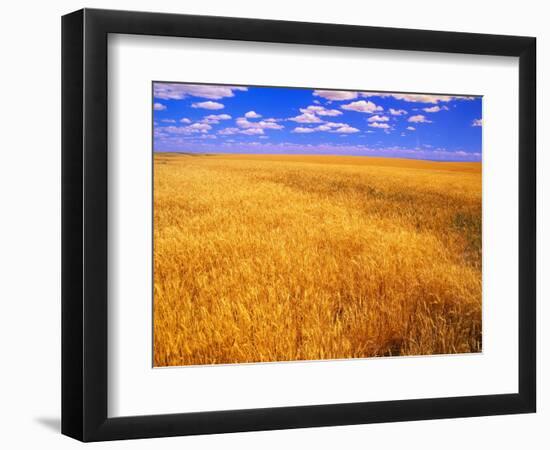 Golden Wheat Field under Blue Sky-Darrell Gulin-Framed Photographic Print