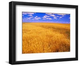 Golden Wheat Field under Blue Sky-Darrell Gulin-Framed Photographic Print