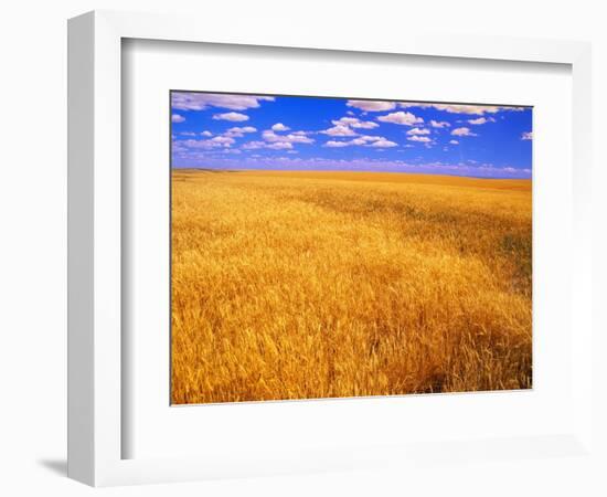 Golden Wheat Field under Blue Sky-Darrell Gulin-Framed Photographic Print