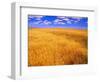 Golden Wheat Field under Blue Sky-Darrell Gulin-Framed Photographic Print