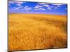 Golden Wheat Field under Blue Sky-Darrell Gulin-Mounted Photographic Print