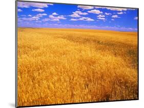 Golden Wheat Field under Blue Sky-Darrell Gulin-Mounted Photographic Print