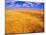 Golden Wheat Field under Blue Sky-Darrell Gulin-Mounted Photographic Print