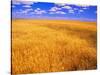 Golden Wheat Field under Blue Sky-Darrell Gulin-Stretched Canvas