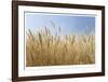 Golden Wheat-Donald Paulson-Framed Giclee Print