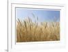 Golden Wheat-Donald Paulson-Framed Giclee Print