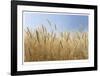 Golden Wheat-Donald Paulson-Framed Giclee Print