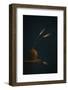 Golden Wheat-Lydia Jacobs-Framed Photographic Print