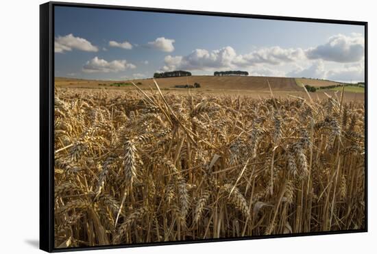 Golden wheatfield below Hackpen Hill, near Wantage, Oxfordshire, England, United Kingdom, Europe-Stuart Black-Framed Stretched Canvas