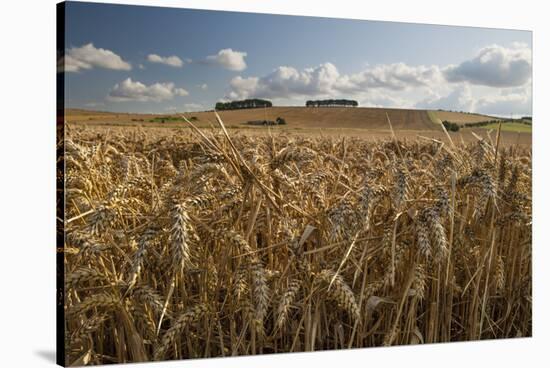 Golden wheatfield below Hackpen Hill, near Wantage, Oxfordshire, England, United Kingdom, Europe-Stuart Black-Stretched Canvas