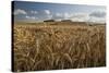 Golden wheatfield below Hackpen Hill, near Wantage, Oxfordshire, England, United Kingdom, Europe-Stuart Black-Stretched Canvas