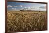 Golden wheatfield below Hackpen Hill, near Wantage, Oxfordshire, England, United Kingdom, Europe-Stuart Black-Framed Photographic Print
