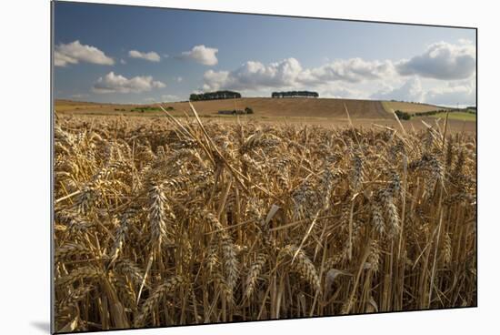 Golden wheatfield below Hackpen Hill, near Wantage, Oxfordshire, England, United Kingdom, Europe-Stuart Black-Mounted Photographic Print