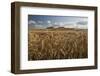 Golden wheatfield below Hackpen Hill, near Wantage, Oxfordshire, England, United Kingdom, Europe-Stuart Black-Framed Photographic Print