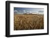 Golden wheatfield below Hackpen Hill, near Wantage, Oxfordshire, England, United Kingdom, Europe-Stuart Black-Framed Photographic Print