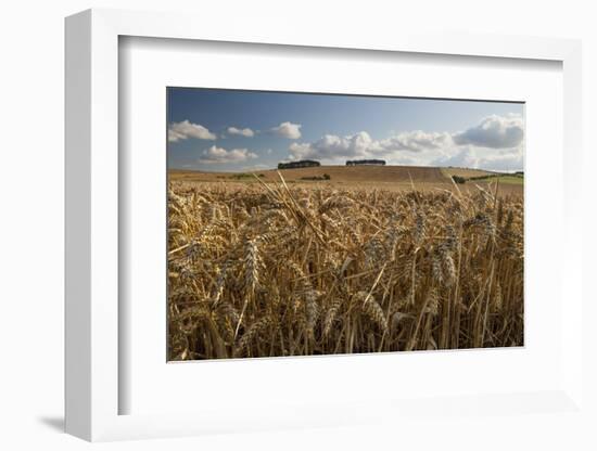 Golden wheatfield below Hackpen Hill, near Wantage, Oxfordshire, England, United Kingdom, Europe-Stuart Black-Framed Photographic Print
