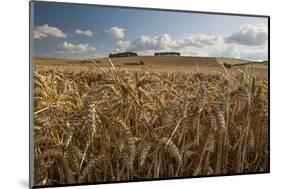 Golden wheatfield below Hackpen Hill, near Wantage, Oxfordshire, England, United Kingdom, Europe-Stuart Black-Mounted Photographic Print