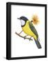 Golden Whistler (Pachycephala Pectoralis), Birds-Encyclopaedia Britannica-Framed Poster