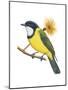 Golden Whistler (Pachycephala Pectoralis), Birds-Encyclopaedia Britannica-Mounted Poster