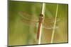 Golden-Winged Skimmer Dragonfly Male Perched, Marion Co., Il-Richard ans Susan Day-Mounted Photographic Print