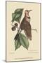 Golden Winged Woodpecker-Mark Catesby-Mounted Art Print