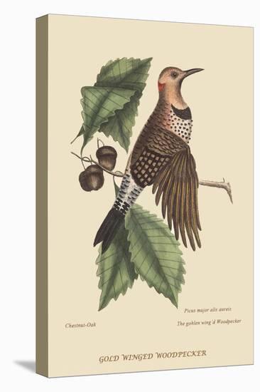 Golden Winged Woodpecker-Mark Catesby-Stretched Canvas