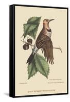 Golden Winged Woodpecker-Mark Catesby-Framed Stretched Canvas