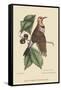 Golden Winged Woodpecker-Mark Catesby-Framed Stretched Canvas