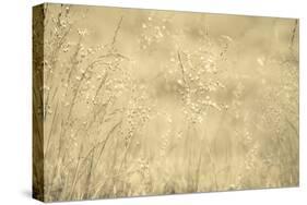 Golden Wispers-Adrian Campfield-Stretched Canvas