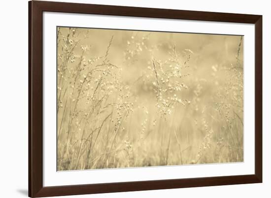 Golden Wispers-Adrian Campfield-Framed Photographic Print