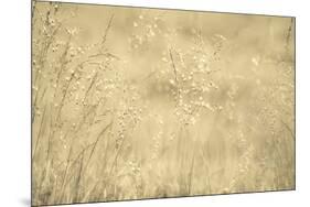 Golden Wispers-Adrian Campfield-Mounted Photographic Print