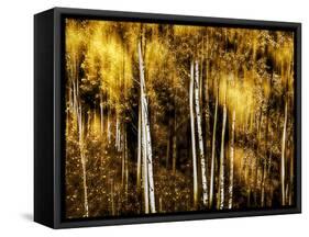 Golden-Ursula Abresch-Framed Stretched Canvas