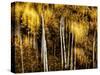 Golden-Ursula Abresch-Stretched Canvas