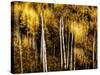Golden-Ursula Abresch-Stretched Canvas