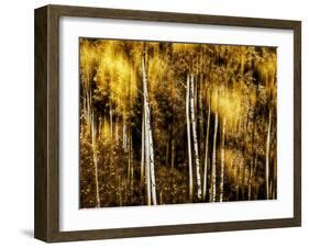 Golden-Ursula Abresch-Framed Photographic Print