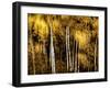 Golden-Ursula Abresch-Framed Photographic Print