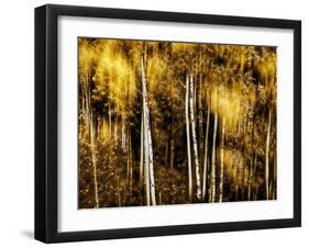 Golden-Ursula Abresch-Framed Photographic Print