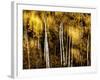 Golden-Ursula Abresch-Framed Photographic Print