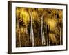 Golden-Ursula Abresch-Framed Photographic Print