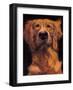 Golden-Thomas Fluharty-Framed Art Print