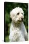 Goldendoodle (Head Shot)-null-Stretched Canvas